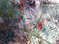 /album/puentes-romanos-isso/a857955-533504283406750-1874066956-o-jpg/