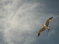 /album/fotos-de-viaje-ceuta-marruecos/a100-6158-jpg/