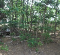 /album/a/a100-4291-jpg/