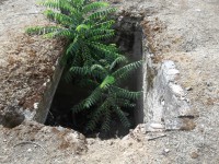 /album/a/a100-4294-jpg1/